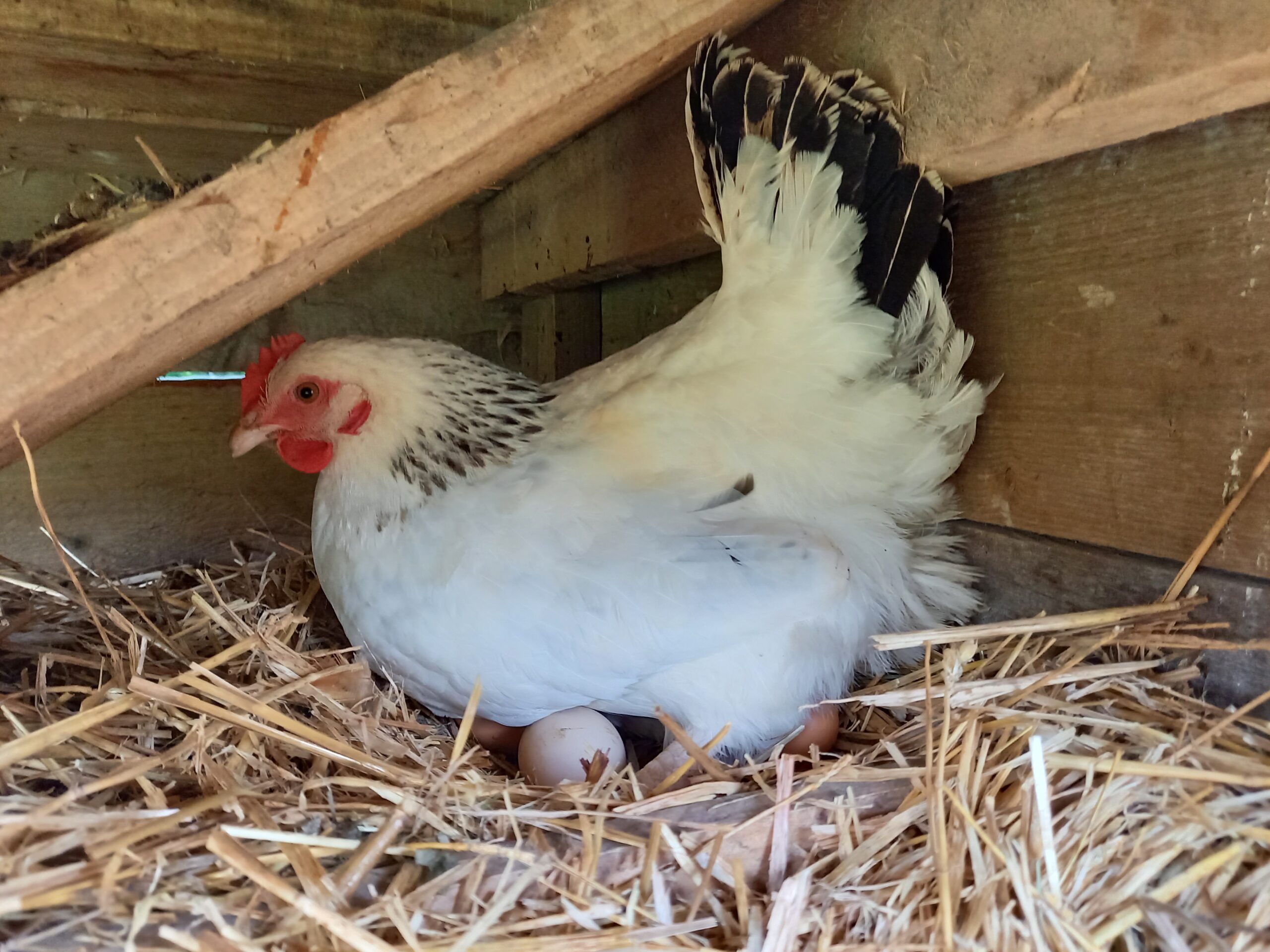 Matinée à la ferme